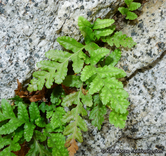 Image de Polypodium hesperium Maxon