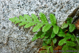 Image de Polypodium hesperium Maxon