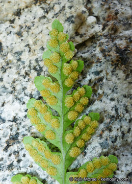 Image of western polypody