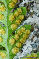 Image of western polypody