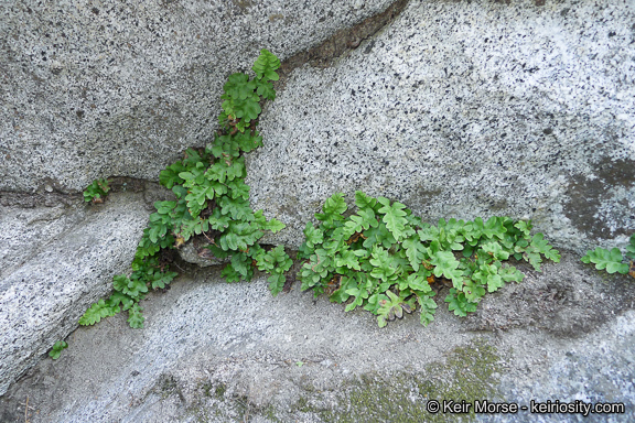 Image of western polypody