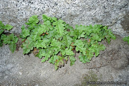 Image of western polypody