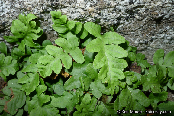 Image of western polypody