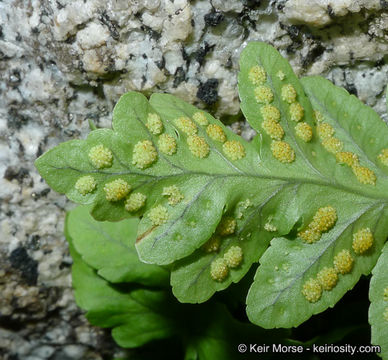 Image of western polypody