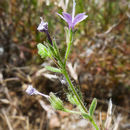 Image of sticky false gilyflower