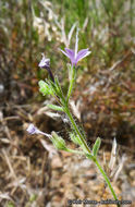 Plancia ëd Allophyllum glutinosum (Benth.) A. D. & V. E. Grant