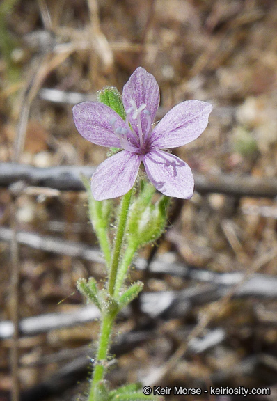 Plancia ëd Allophyllum glutinosum (Benth.) A. D. & V. E. Grant