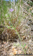 Plancia ëd Allophyllum glutinosum (Benth.) A. D. & V. E. Grant