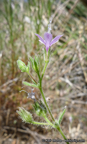 Plancia ëd Allophyllum glutinosum (Benth.) A. D. & V. E. Grant