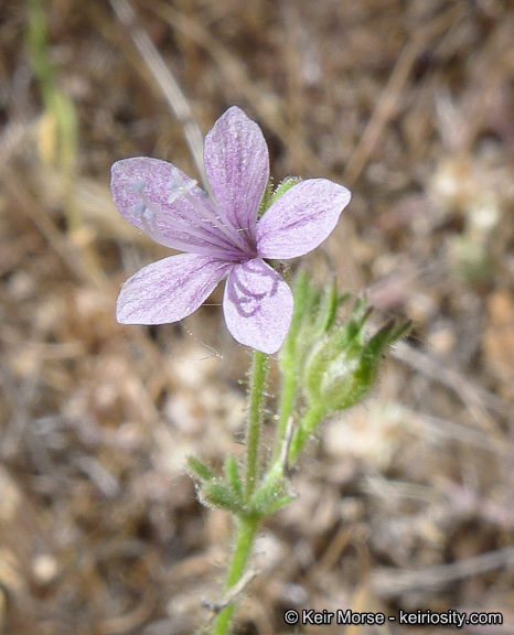 Plancia ëd Allophyllum glutinosum (Benth.) A. D. & V. E. Grant