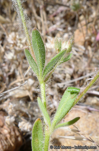 Plancia ëd Allophyllum glutinosum (Benth.) A. D. & V. E. Grant