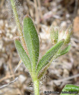 Plancia ëd Allophyllum glutinosum (Benth.) A. D. & V. E. Grant