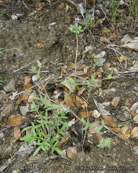 Plancia ëd Allophyllum glutinosum (Benth.) A. D. & V. E. Grant