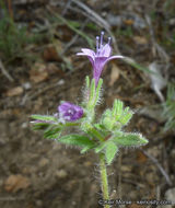 Plancia ëd Allophyllum glutinosum (Benth.) A. D. & V. E. Grant