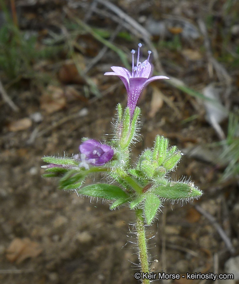 Plancia ëd Allophyllum glutinosum (Benth.) A. D. & V. E. Grant