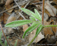 Plancia ëd Allophyllum glutinosum (Benth.) A. D. & V. E. Grant