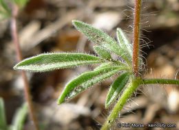 Plancia ëd Allophyllum glutinosum (Benth.) A. D. & V. E. Grant