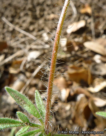 Plancia ëd Allophyllum glutinosum (Benth.) A. D. & V. E. Grant