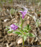 Plancia ëd Allophyllum glutinosum (Benth.) A. D. & V. E. Grant