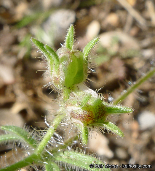 Plancia ëd Allophyllum glutinosum (Benth.) A. D. & V. E. Grant