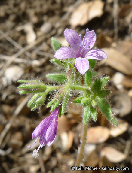 Plancia ëd Allophyllum glutinosum (Benth.) A. D. & V. E. Grant