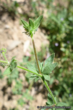 Plancia ëd Allophyllum glutinosum (Benth.) A. D. & V. E. Grant