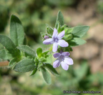 Plancia ëd Allophyllum glutinosum (Benth.) A. D. & V. E. Grant