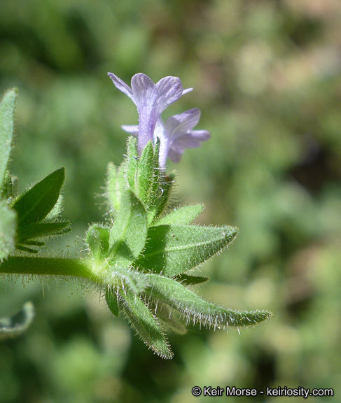 Plancia ëd Allophyllum glutinosum (Benth.) A. D. & V. E. Grant