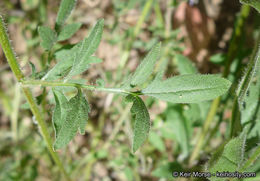 Plancia ëd Allophyllum glutinosum (Benth.) A. D. & V. E. Grant