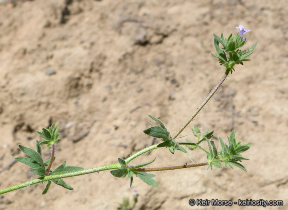 Plancia ëd Allophyllum glutinosum (Benth.) A. D. & V. E. Grant