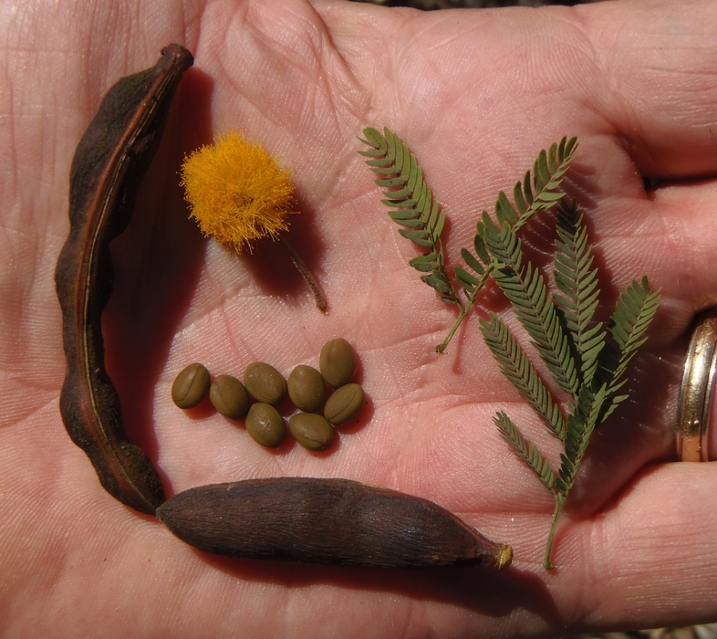 Image of <i>Vachellia farnesiana</i>