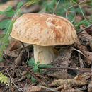 Image of Hemileccinum