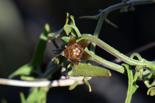 Sivun Matelea parvifolia (Torr.) R. E. Woodson kuva