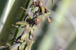 Image de Matelea parvifolia (Torr.) R. E. Woodson