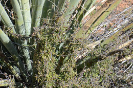 Image de Matelea parvifolia (Torr.) R. E. Woodson