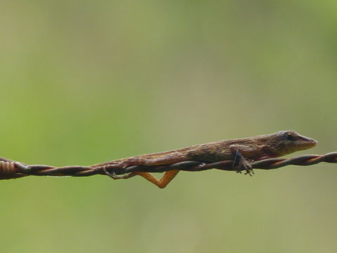 Image of Kempton's Anole