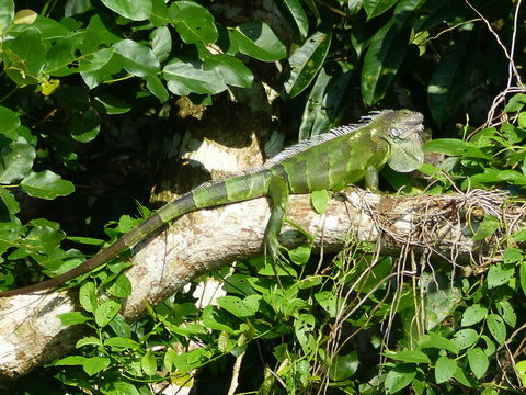 Image of Green iguana