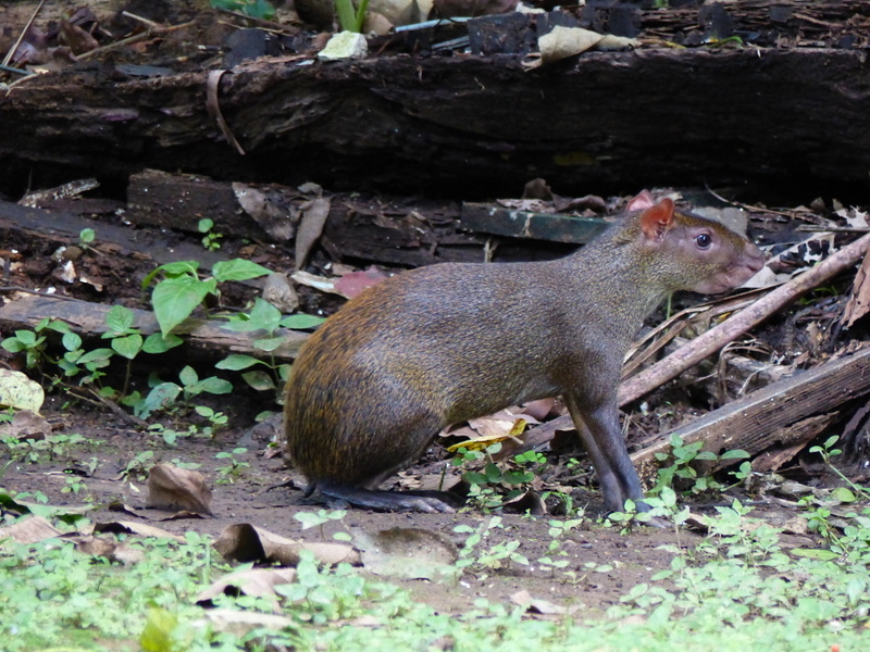 Image de Agouti Ponctué