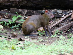 Image of Central American Agouti