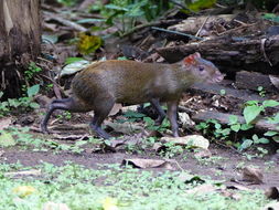 Image of Central American Agouti