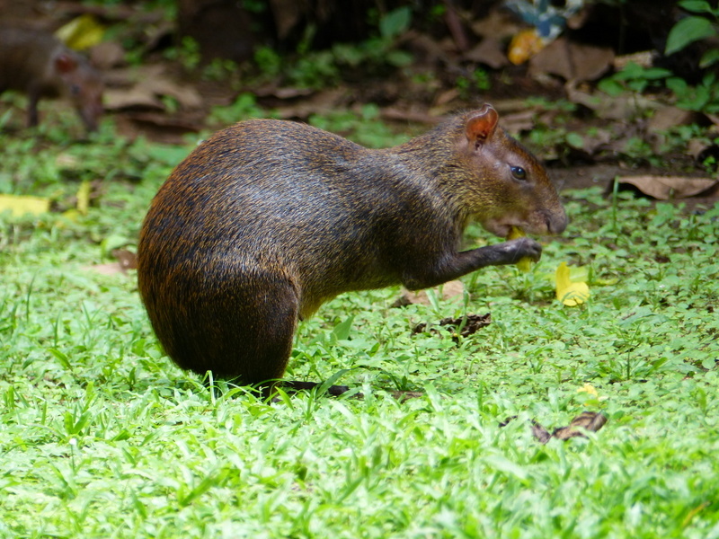 Image of Central American Agouti