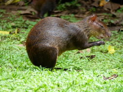 Image of Central American Agouti