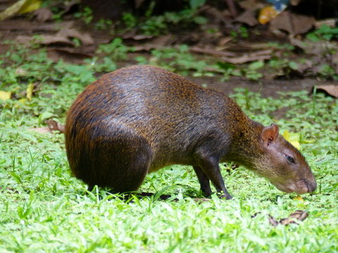 Image of Central American Agouti