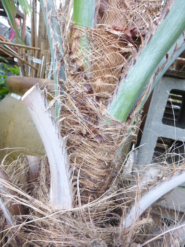 Image of South American jelly palm