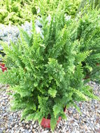 Image of Hinoki Cypress