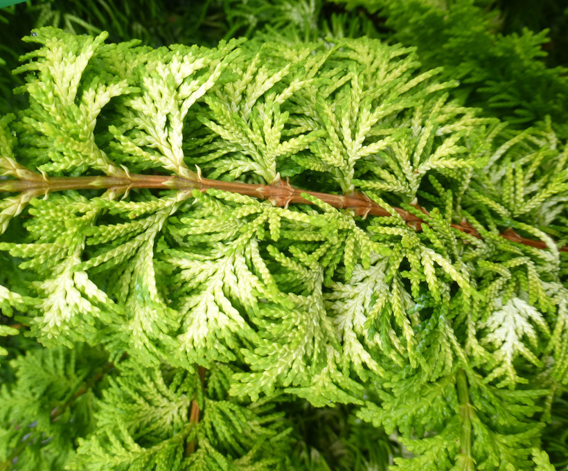 Image de Chamaecyparis obtusa (Siebold & Zucc.) Endl.