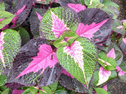 Image of <i>Solenostemon scutellarioides</i>