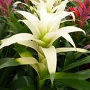 Guzmania lingulata (L.) Mez resmi