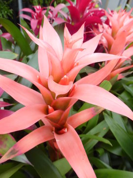 Image of droophead tufted airplant