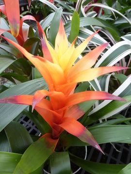 Image of droophead tufted airplant